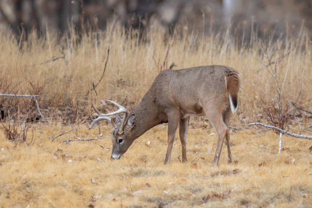 istock Whitetail Deer Buck in the Fall Rut 1193733893