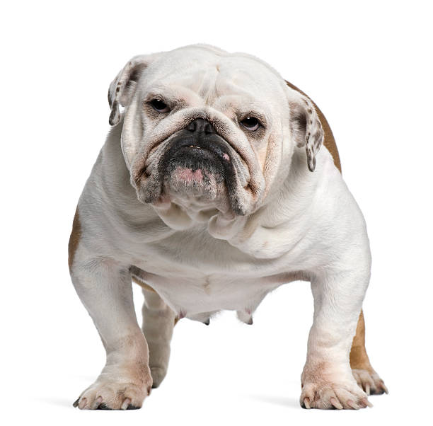 Front view of English Bulldog, 5 years old, standing.  2667 stock pictures, royalty-free photos & images