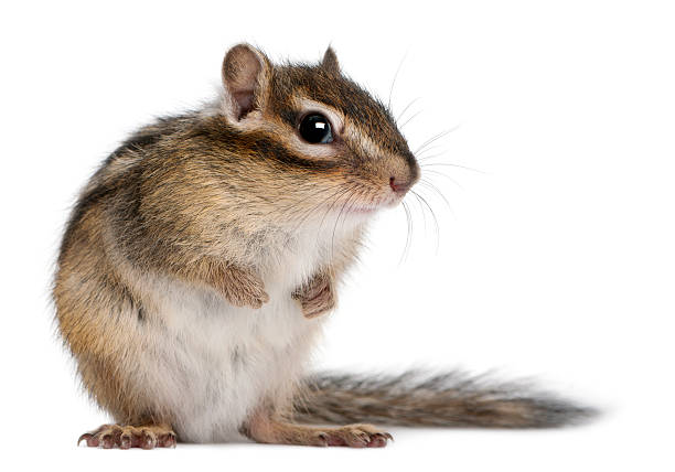 sde blick auf sibirische streifenhörnchen, euamias sibiricus. - streifenhörnchen stock-fotos und bilder