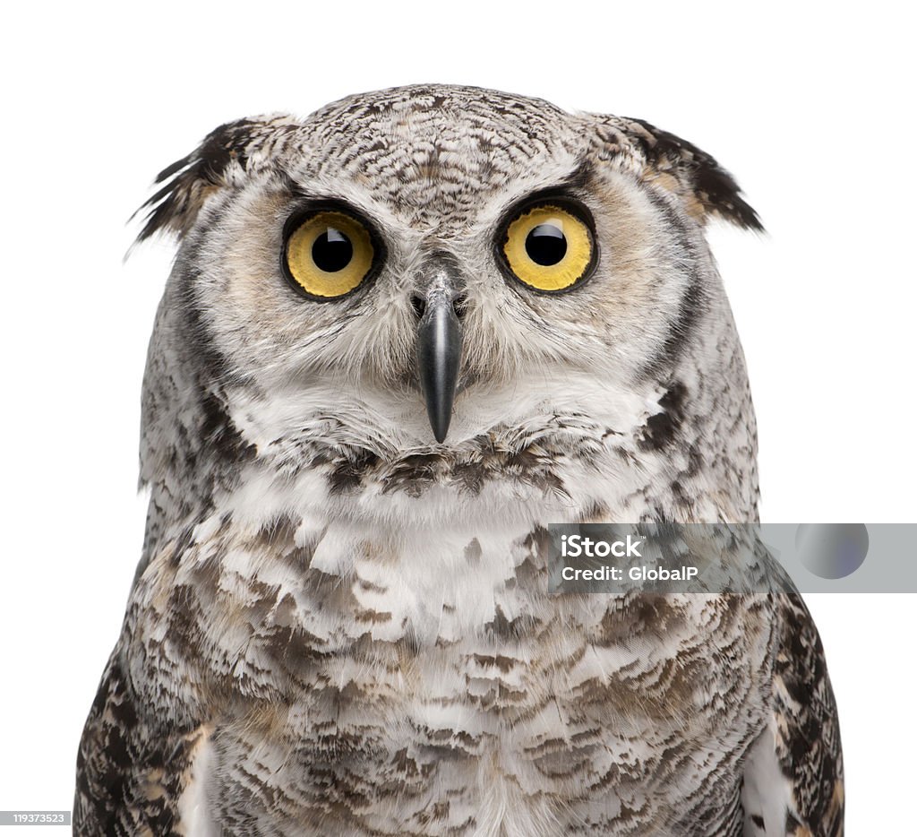 Close-up of Great Horned Owl, Bubo Virginianus Subarcticus. Great Horned Owl, Bubo Virginianus Subarcticus, in front of white background. Owl Stock Photo