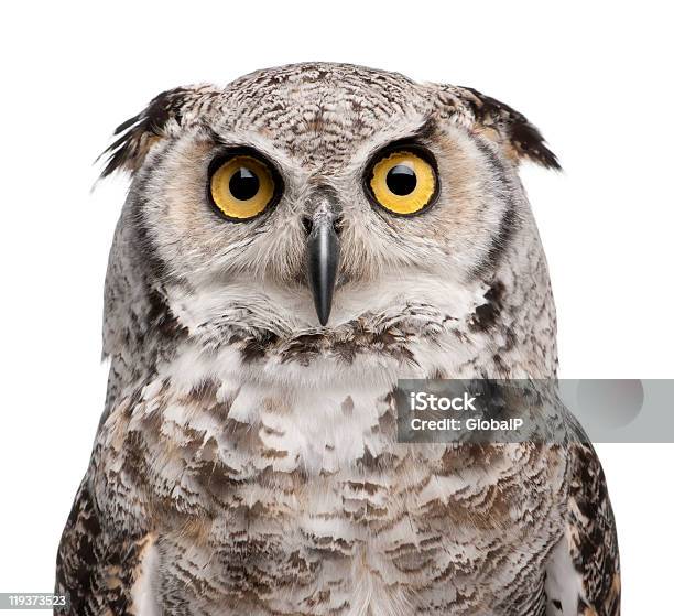 Closeup Of Great Horned Owl Bubo Virginianus Subarcticus Stock Photo - Download Image Now