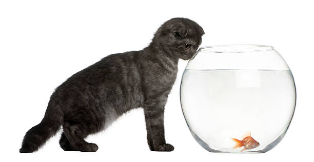 istock Scottish Fold Kitten, 3 months old, looking in goldfish bowl. 119373541