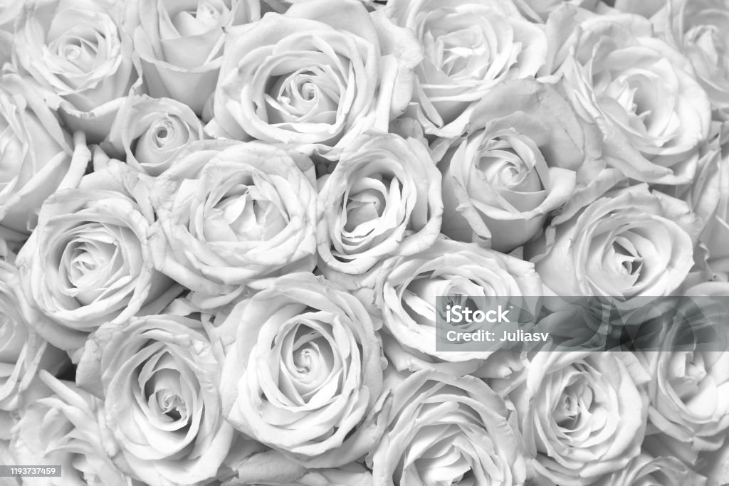 Black And White Background With Beautiful Roses Stock Photo - Download  Image Now - Rose - Flower, White Color, Black Color - iStock