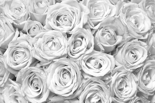 Black And White Background With Beautiful Roses Stock Photo - Download Image Now - Rose - Flower, White Color, Black Color - iStock Black And White Background With Beautiful Roses Stock Photo - Download Image Now - Rose - Flower, White Color, Black Color - iStock
