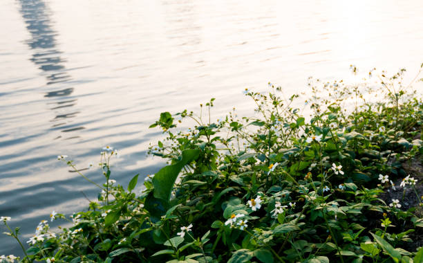 Wildflower are blooming by the lake.
