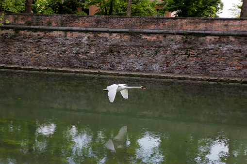 Padova- Italy-22 April 2016: a swan flying over the waters of the small city river called Piovego.