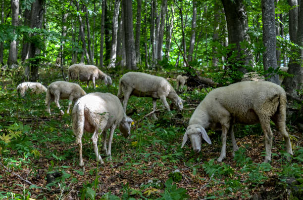 flock of sheep by night