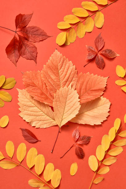 istock Multicolored composition from autumn leaves on a coral background. 1193739794