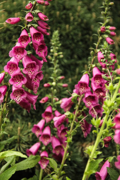 istock A few foxglove flowers with selective focus 1193739836