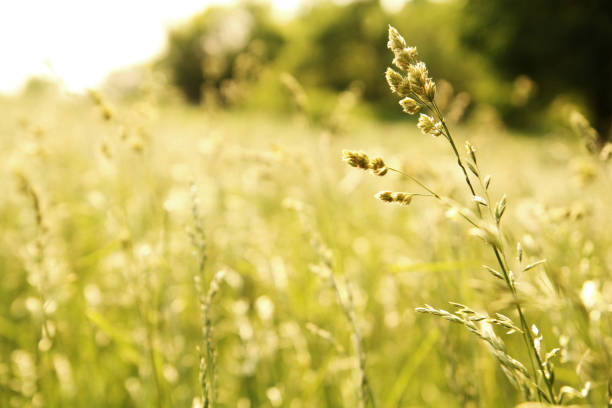 tige simple d'herbe dans la mise au point dans un domaine des herbes sauvages - grass area grass summer horizon photos et images de collection