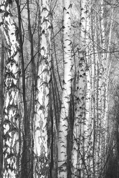 istock pattern of birch bark with black birch stripes on white birch bark 1193740002