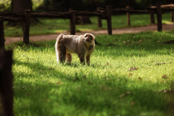 istock monkey walking in the green park. copy space. 1193740944