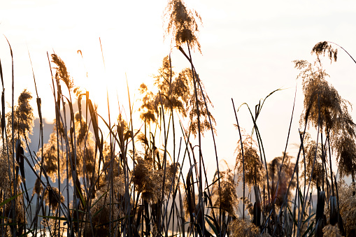 Close up of reeds at the sunset.