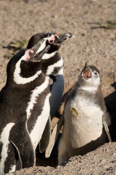 istock Magellan penguins family 1193741038
