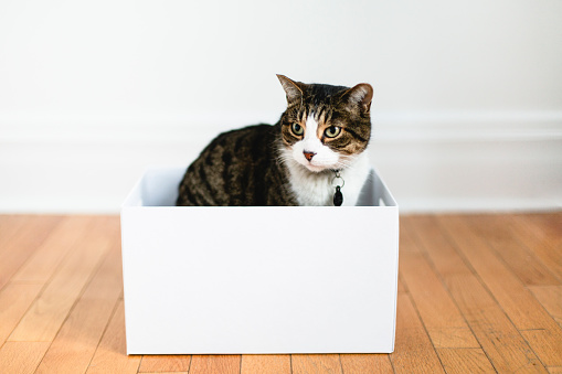 animal, domestic cat, box container, gift