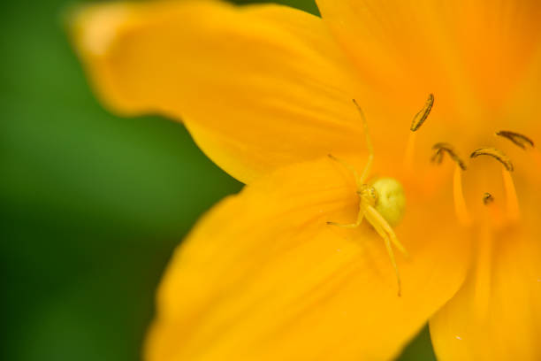 Yellow spider hiding in the yellow lily flower