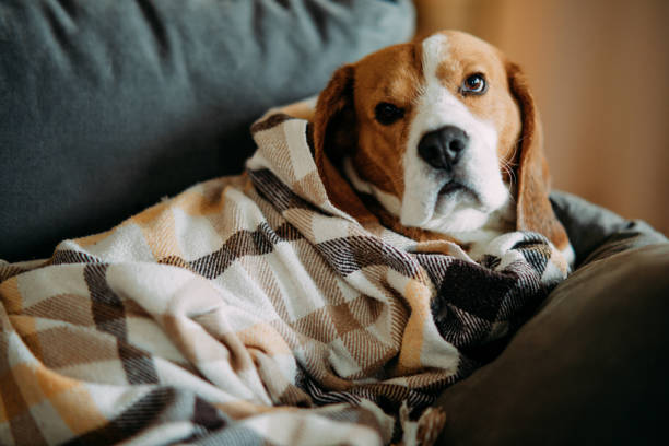 istock Beagle dog lies on a sofa and rests. 1193743395