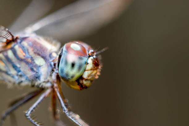 istock Dragonfly on branch in nature 1193743400