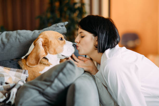 女性はソパ犬に横たわっているキスをする。 - dog kiss ストックフォトと画像
