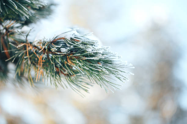 istock Blue spruce outdoor 1193743951