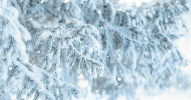 istock Branches of blue spruce is covered with frost 1193743969