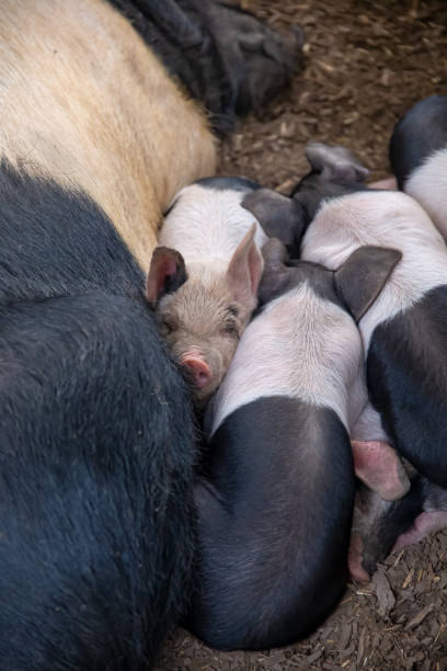 istock Saddleback piglets (sus scrofa domesticus) and their mother, sleeping in a pig pen 1193745363