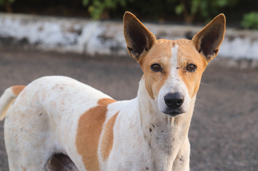 Indian Street Stray Dogs With Ears Straight Upwards and Frowned With Anger Looking At Camera