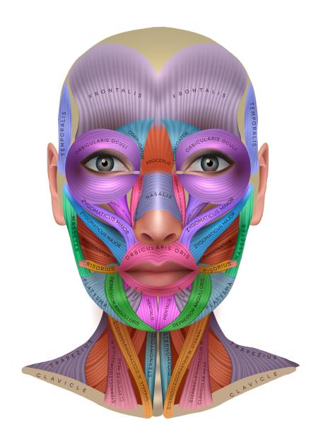 ilustraciones, imágenes clip art, dibujos animados e iconos de stock de información de los músculos de la cara - mascular