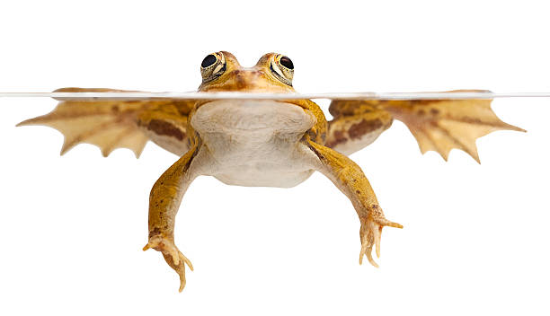 istock green frog swimming 119374767