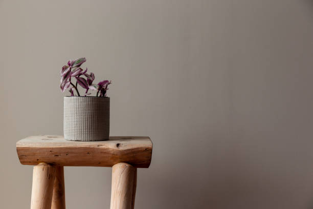 istock Wandering Jew Lilac Against a Grey Background 1193750457