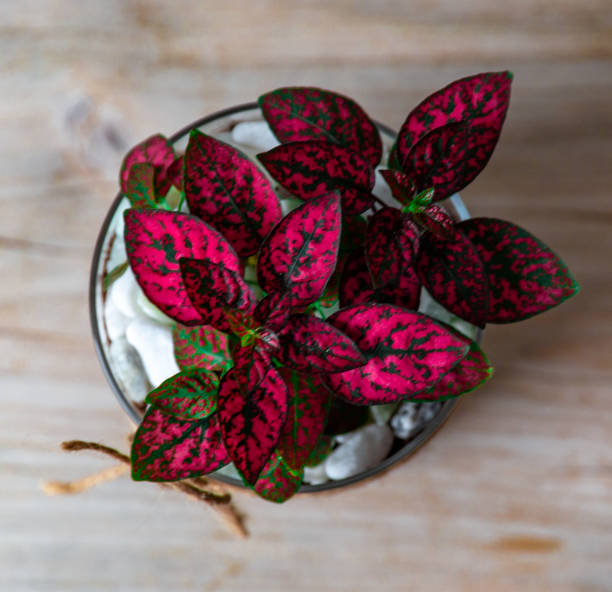 istock Red Polka Dot Plant on Wooden Table 1193750609