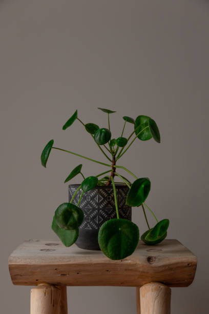 istock Green Pilea Peperomioides Against a Grey Background 1193750710