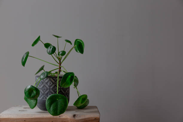 istock Green Pilea Peperomioides Against a Grey Background 1193750712