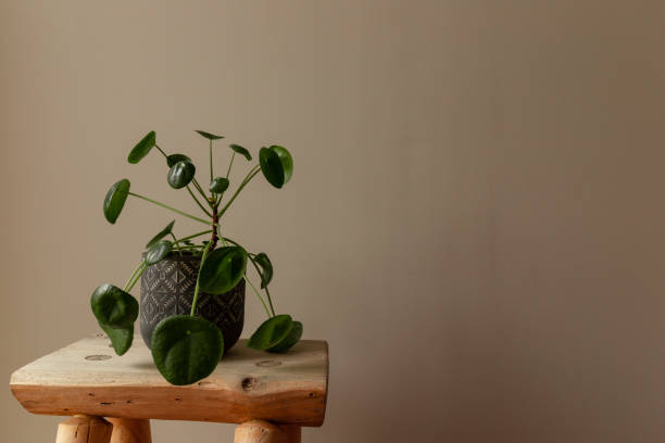 istock Green Pilea Peperomioides Against a Grey Background 1193750788
