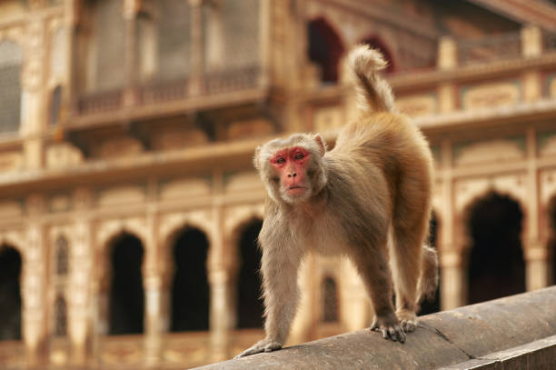 Red face monkey walking in Monkey Temple. Macaque at ancient temple background