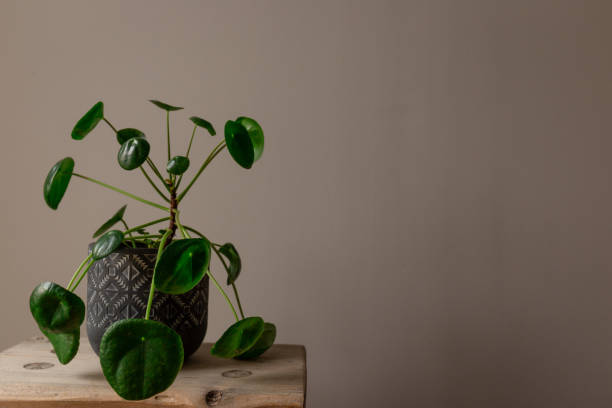 istock Green Pilea Peperomioides Against a Grey Background 1193751340