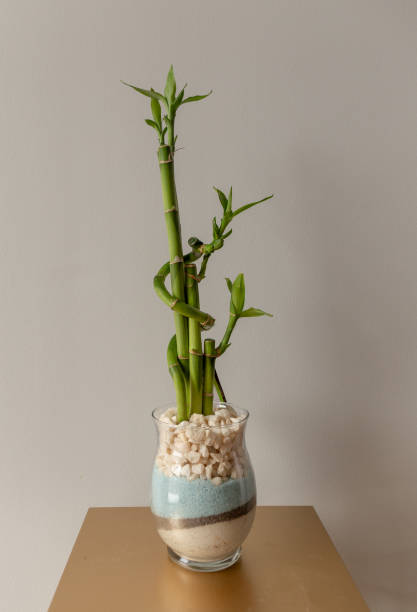 istock Green Baby Bamboo Plant Against a Grey Background 1193751361