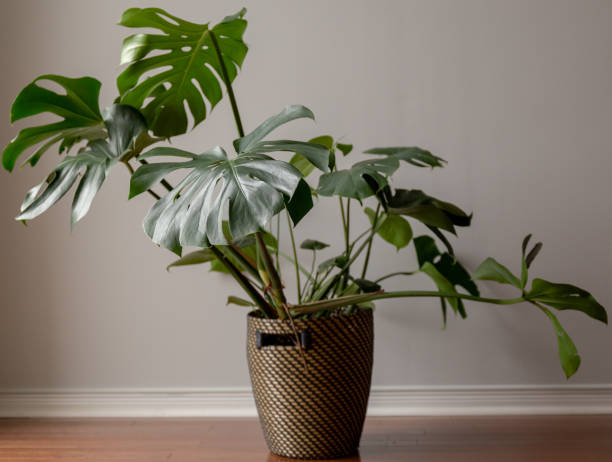 istock Green Monstera Plant Against a Grey Background 1193751452