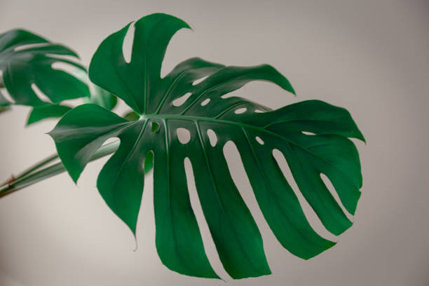 istock Green Monstera Plant Leaf Against a Grey Background 1193751475