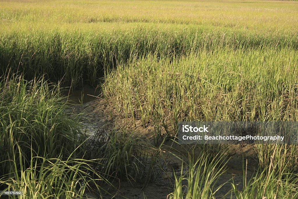 해수 Marsh 잔디 - 로열티 프리 0명 스톡 사진