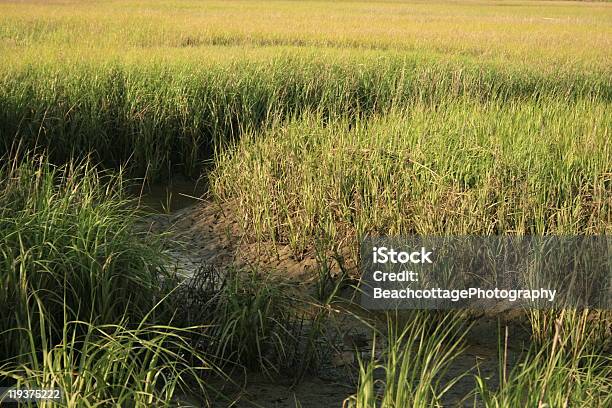 해수 Marsh 잔디 0명에 대한 스톡 사진 및 기타 이미지 - 0명, 늪, 사진-이미지