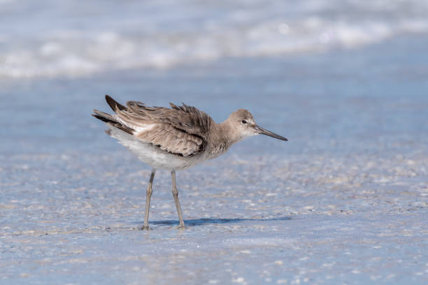 istock Willet searching for food 1193752429