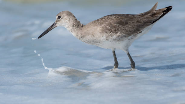 istock Willet searching for food 1193752587