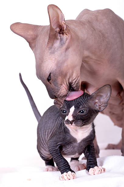 istock Cat mother and kitten 119375274