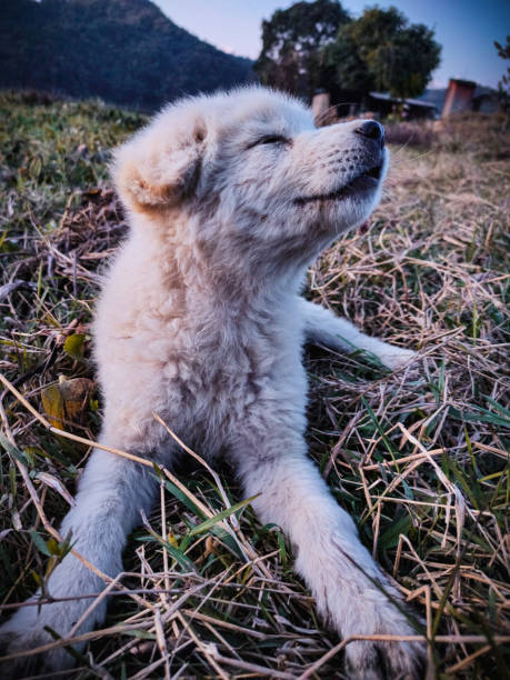 istock Dog giving a pose in the nature 1193753741