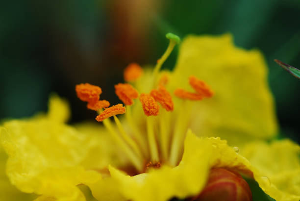 istock Yellow flower on green background. close up. Abstract Background 1193755352