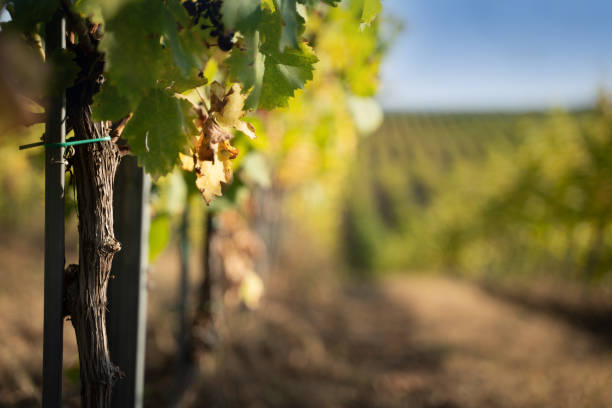 istock young vineyard grapevine with green leaves 1193756439
