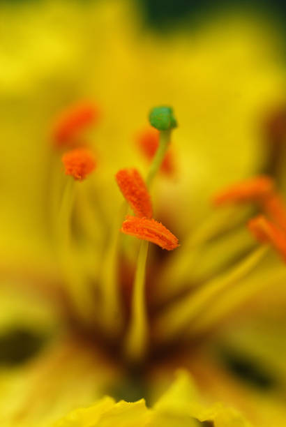 istock Yellow flower on green background. close up. Abstract Background 1193757477