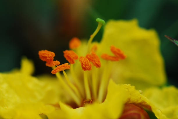 istock Yellow flower on green background. close up. Abstract Background 1193758327