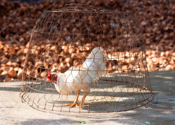 galo de luta. o esporte velho prevalece ao lado do rio de mekong, vietnam sul - vietnam market asia bird - fotografias e filmes do acervo